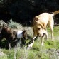 Jugando con su primo/amigo Bulky!!!